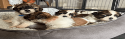 Shih Tzu dogs for sale: Pure-bred Shih tzu pups in Sutton - Advert 14