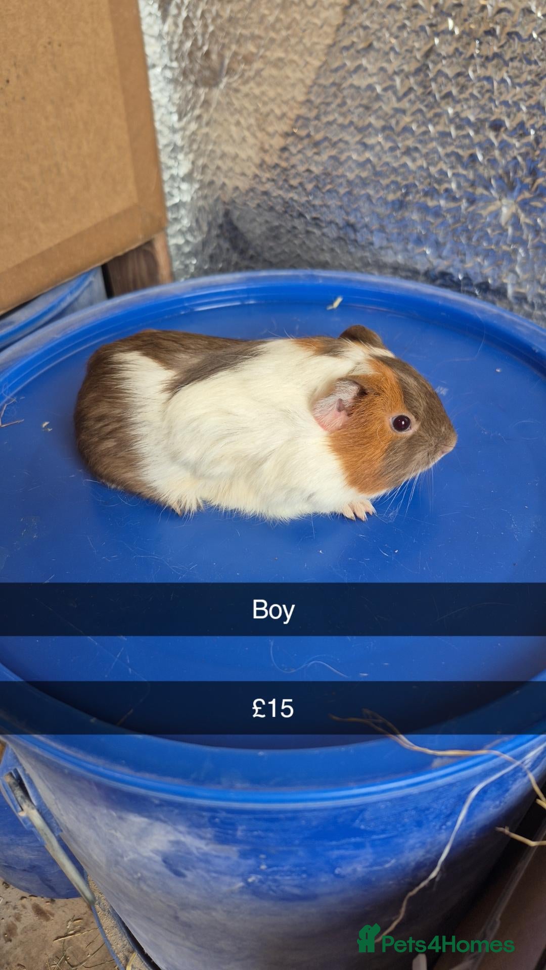 Guinea Pig rodents Baby Guniea Pigs - Advert 1