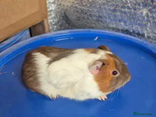 Guinea Pig rodents Baby Guniea Pigs - Advert 1