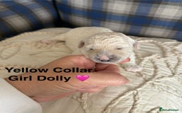 Poochon dogs for sale: Beautiful Poochon Puppies – Ready for Viewing - Image 13