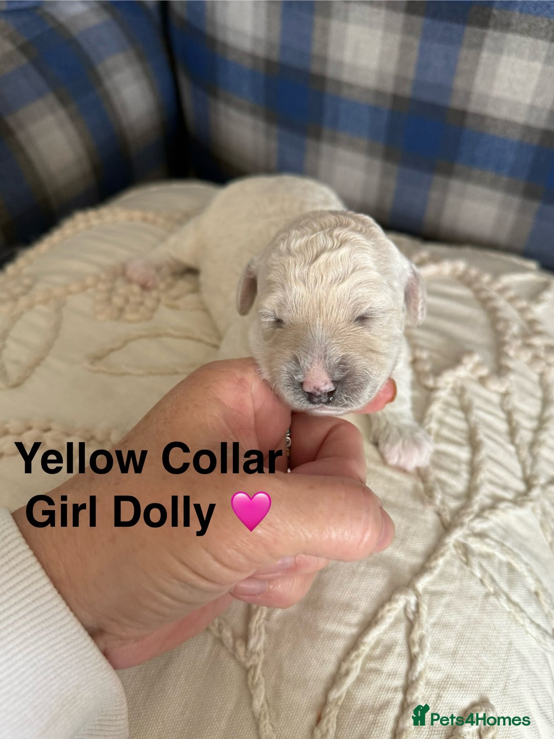 Poochon dogs for sale: Beautiful Poochon Puppies – Ready for Viewing - Image 13