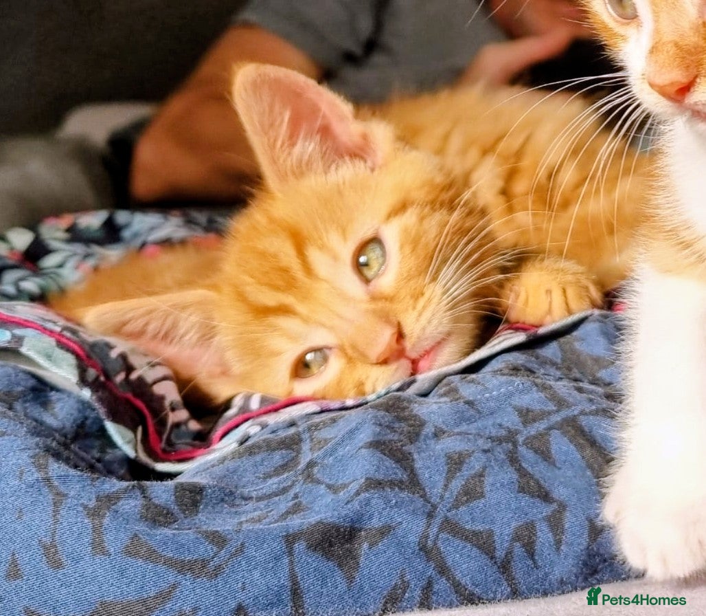 Domestic Shorthair cats Lovely kittens short and longhair  - Advert 1