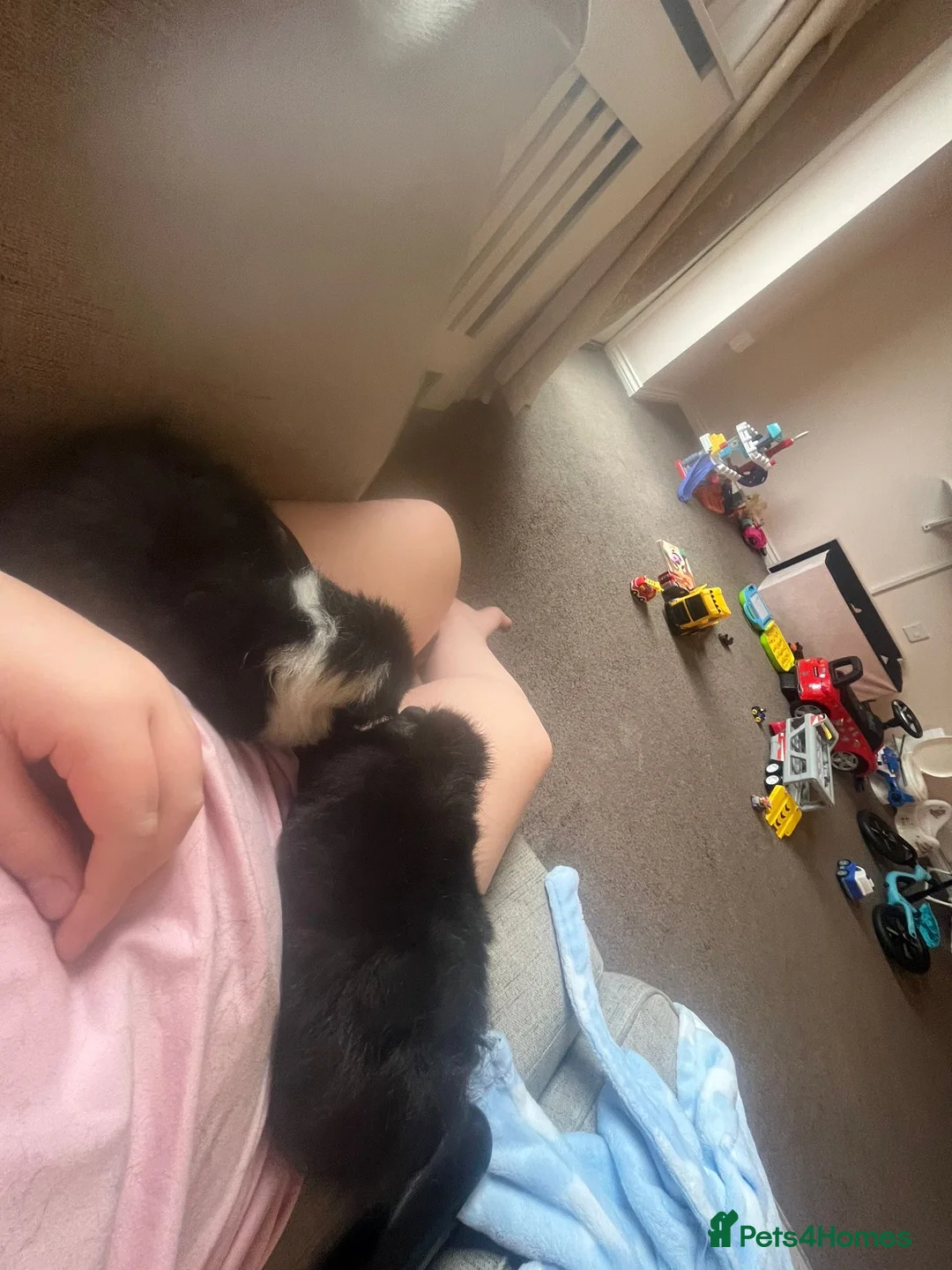 Guinea Pig rodents for sale: 2 male guinea pigs for sale - Advert 4