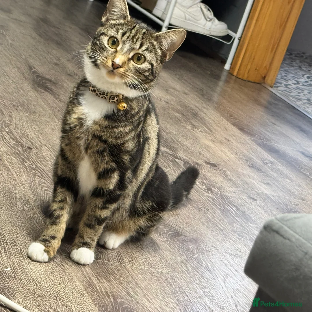 Domestic Shorthair cats for sale: Kittens for sale  in Birmingham - Advert 2