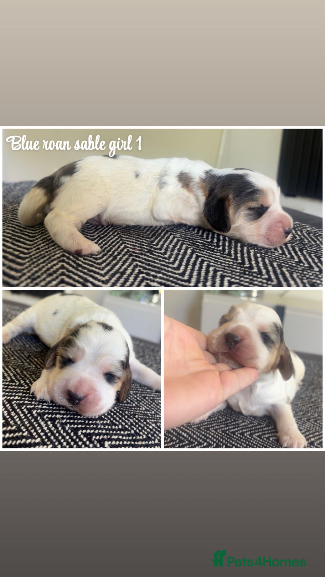 Cocker Spaniel dogs 🤎 KC Reg Sable Show cocker - Advert 1