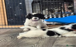 Cockalier dogs for sale: Cavalier king Charles spaniel x cocker spaniel  - Image 1