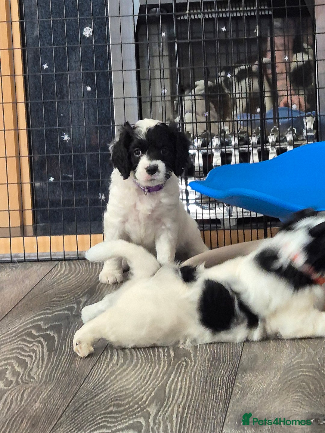 Cockalier dogs for sale: Cavalier king Charles spaniel x cocker spaniel  - Image 1