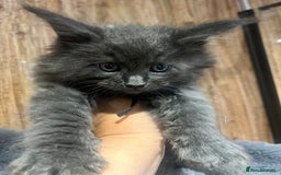 Maine Coon cats for sale: STUNNING MAINE COON KITTENS BLUE SMOKE (tica reg ) - Image 16