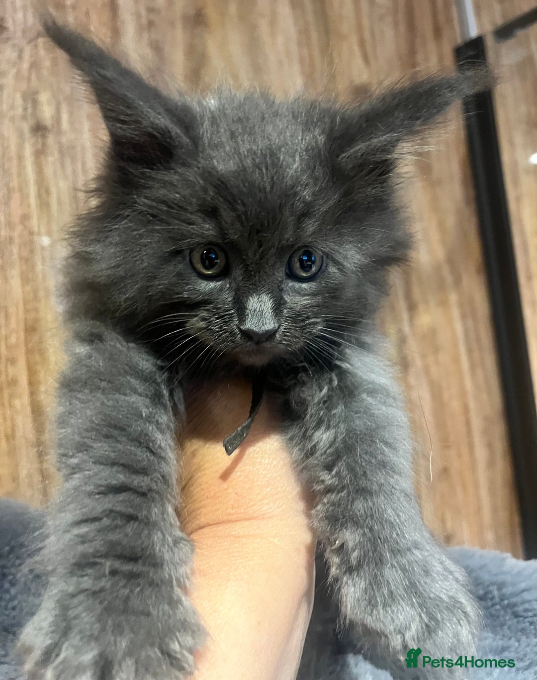 Maine Coon cats for sale: STUNNING MAINE COON KITTENS BLUE SMOKE (tica reg ) - Image 16