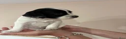 English Springer Spaniel dogs for sale:  KC registered English springer spaniel puppies - Advert 28