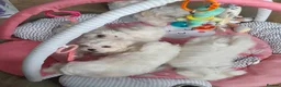Maltese dogs for sale: 5 Outstanding pedigree Maltese puppies - Advert 14