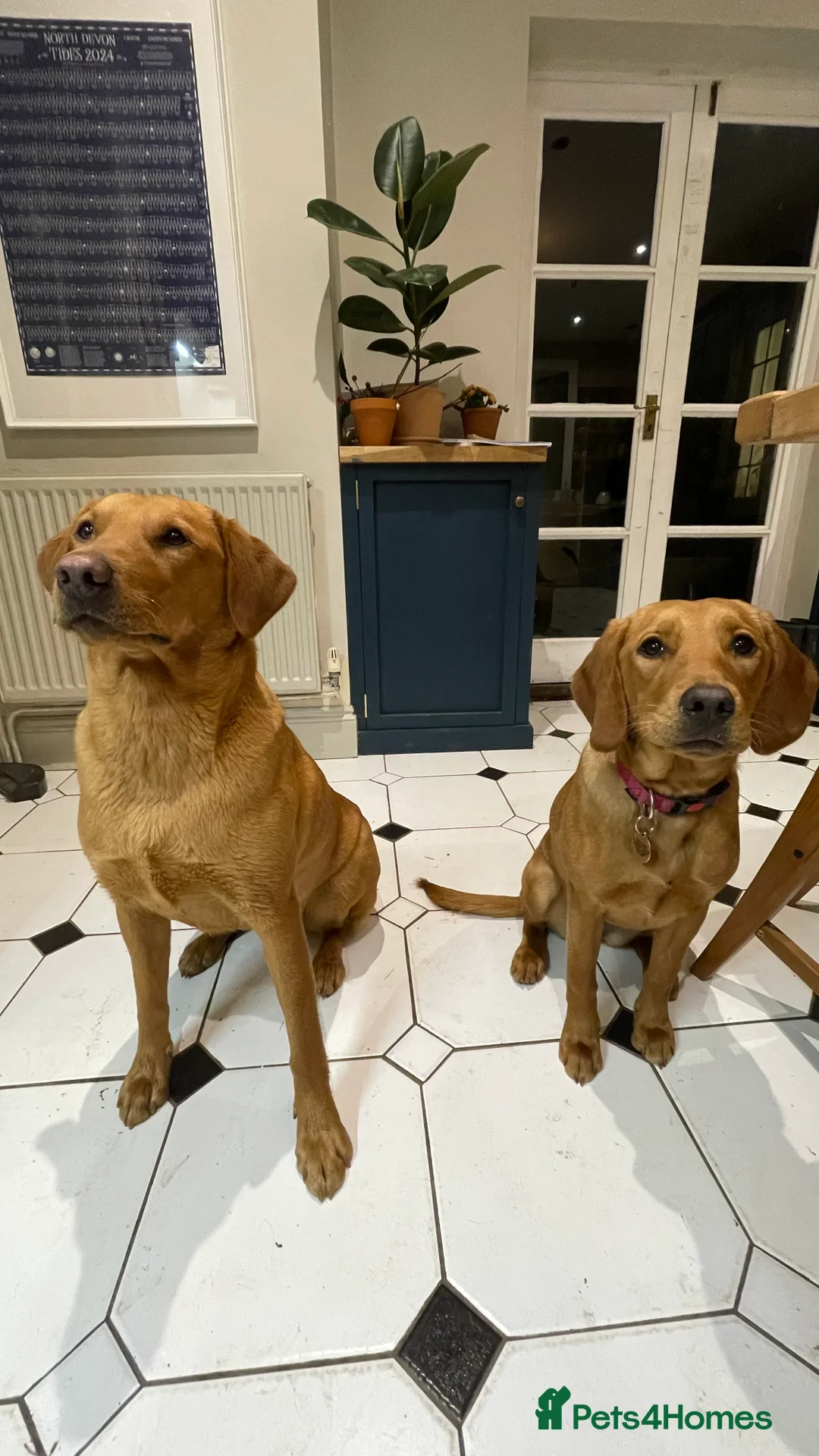 Mixed Breed dogs for sale: Fox red Labrador/vizsla/springer  - Advert 4