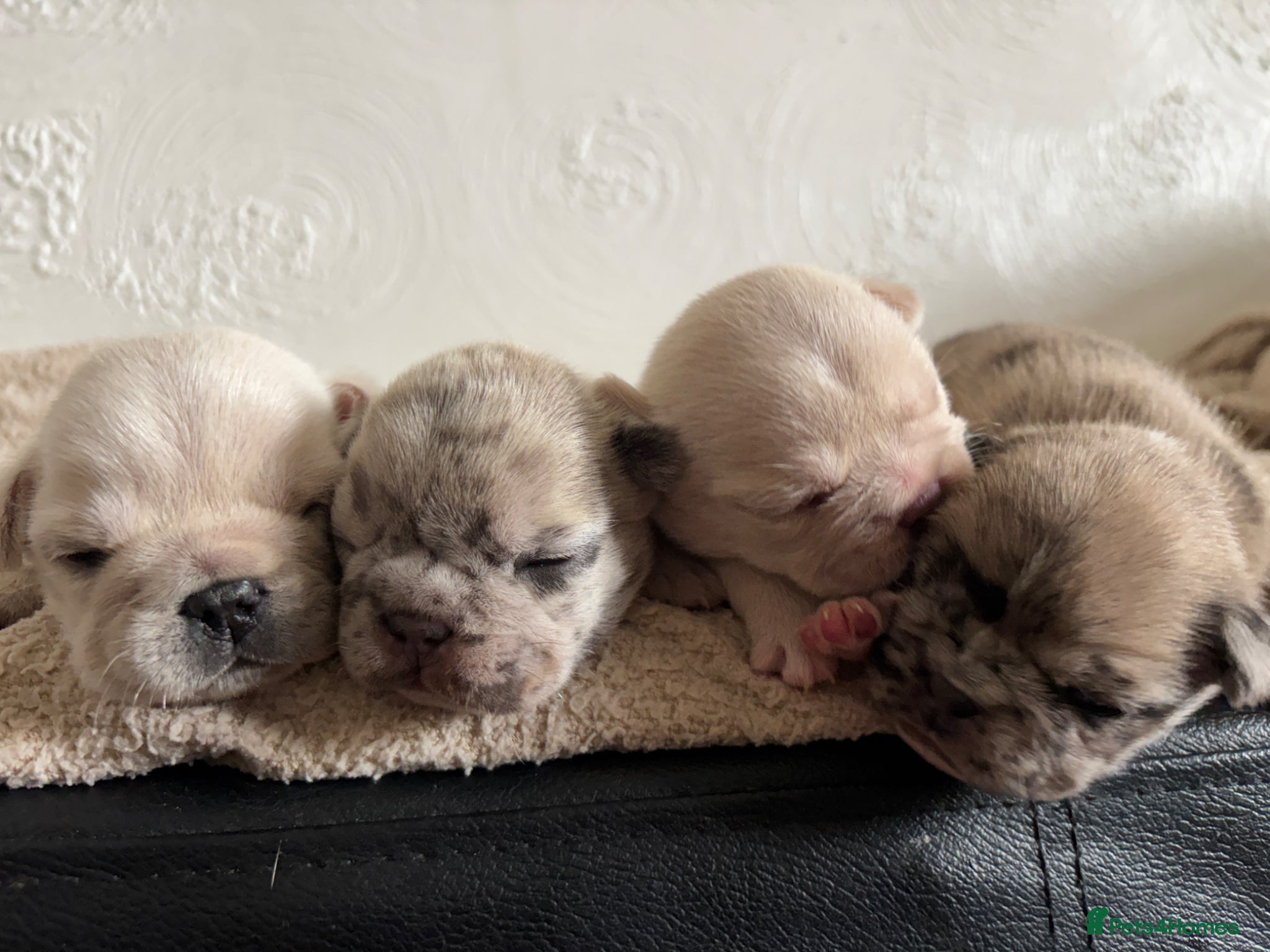 French Bulldog dogs French bulldogs for sale  - Advert 13