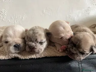 French Bulldog dogs French bulldogs for sale - Advert 13