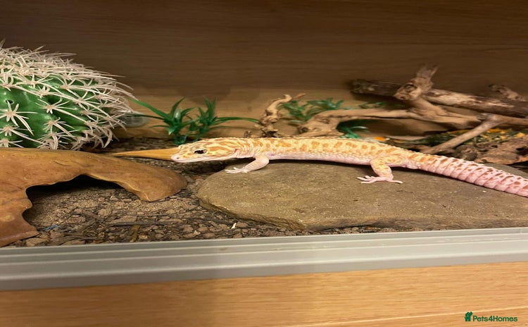 Leopard Gecko reptiles - Advert 1