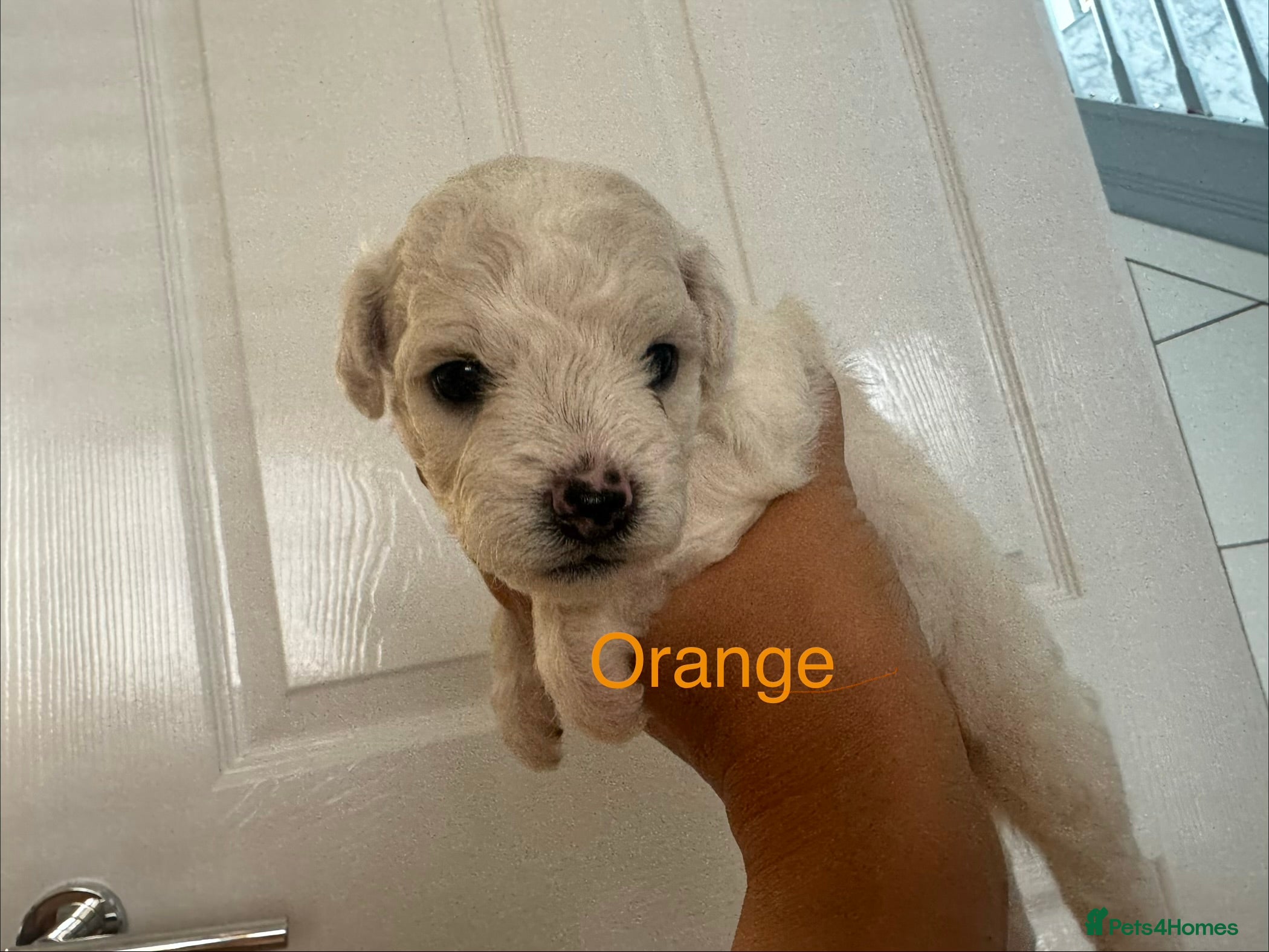Bichon Frise dogs Bichon Frise 2 boys 3 girls - Advert 2
