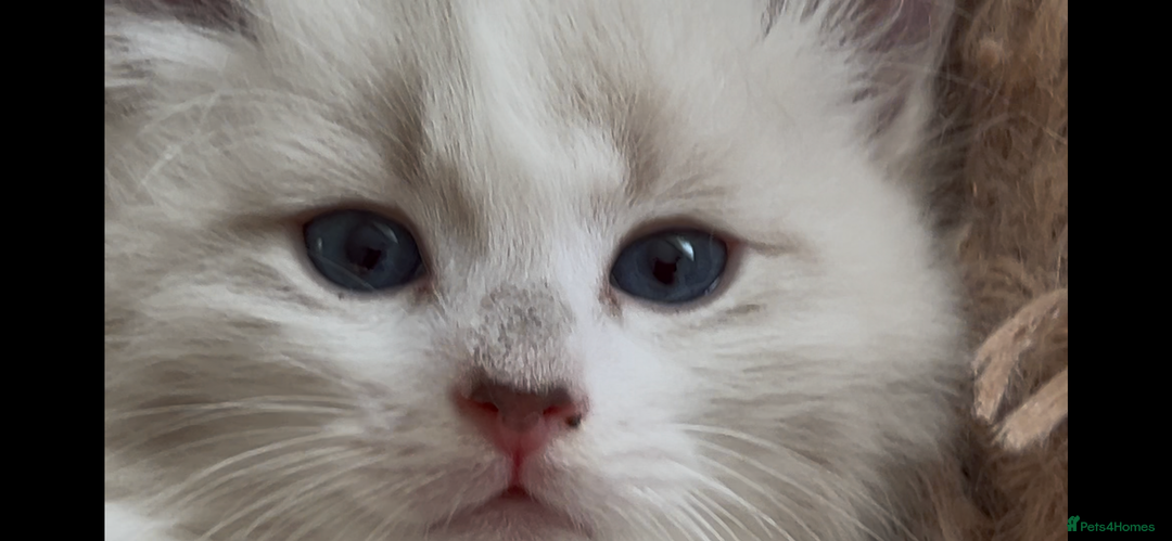 Siberian cats for sale: Siberians with wonderful personalities  - Image 13