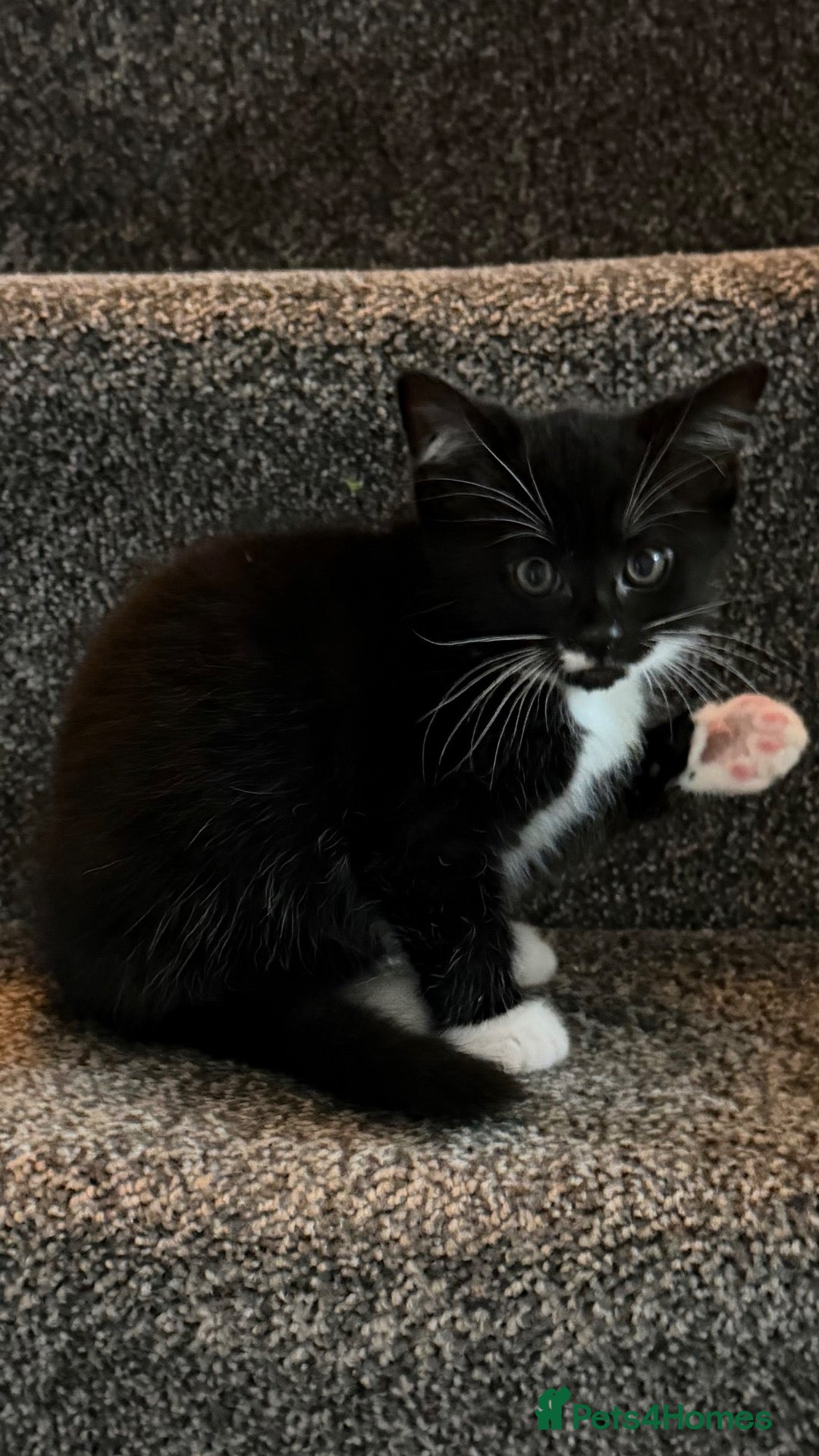 Mixed Breed cats for sale: Kittens  - Advert 9