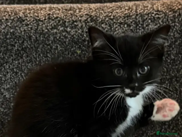 Mixed Breed cats for sale: Kittens - Advert 9