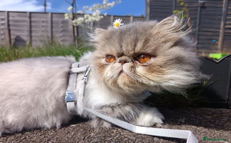 Persian cats - Advert 1