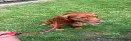 Cocker Spaniel dogs for stud: Beautiful KC red working Cocker spaniel  - Advert 3