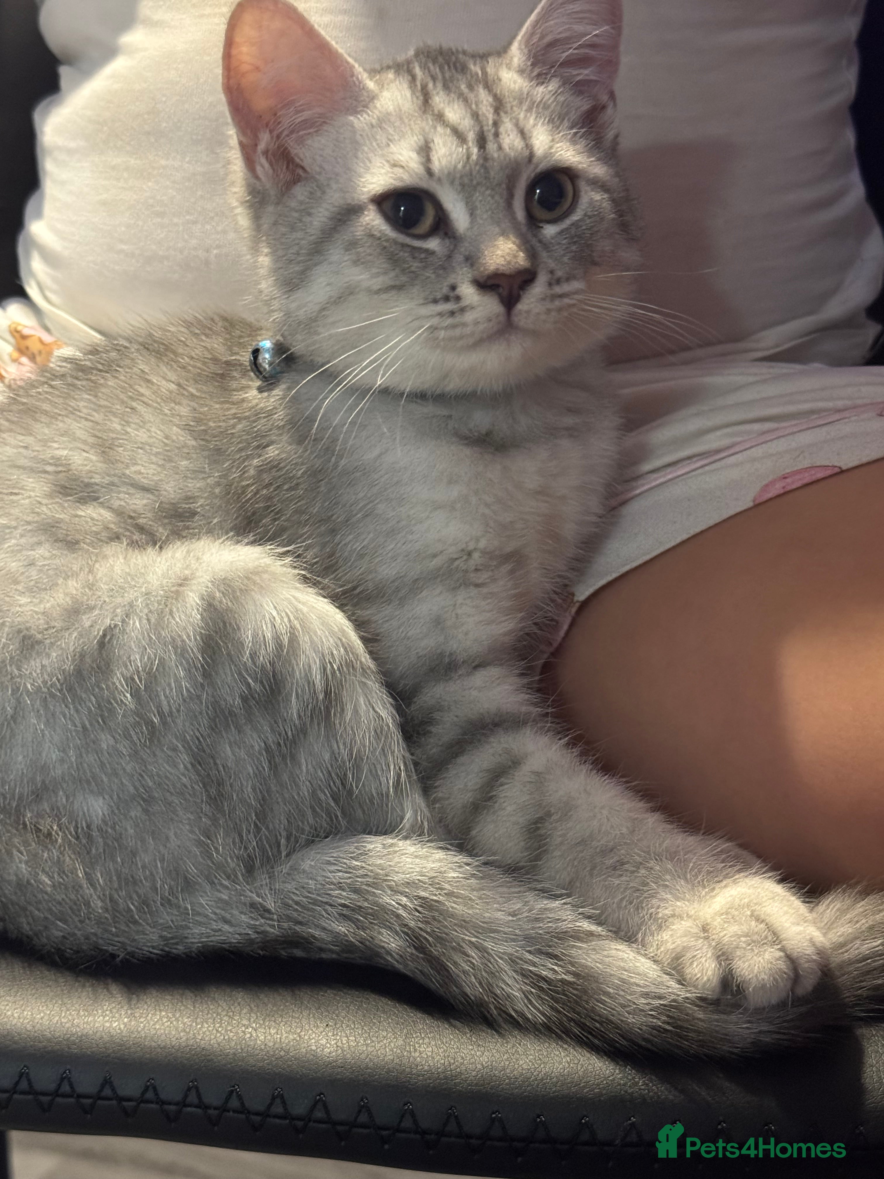 Scottish Fold cats 🐾 10! Beautiful Scottish folds and straights🐾 - Advert 2