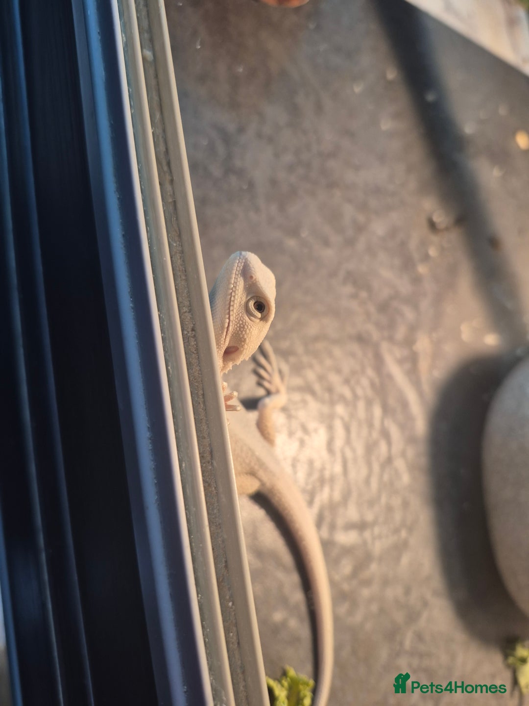 Bearded Dragon reptiles for sale: Bearded dragons  babies  - Advert 27