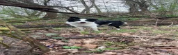 Border Collie dogs for sale: Beautiful Border collie pup  in Ascot - Advert 1