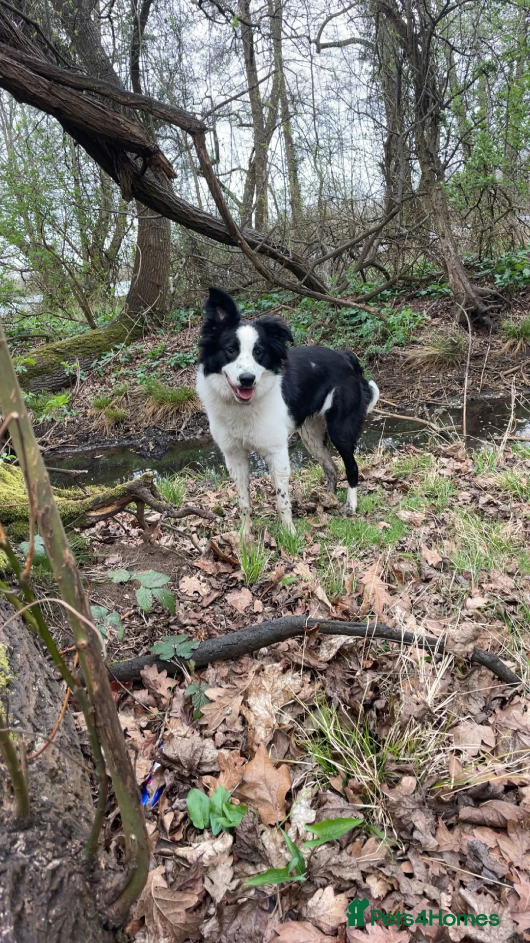 Border Collie dogs for sale: Beautiful Border collie pup  in Ascot - Advert 1