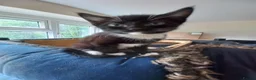 Mixed Breed cats for sale: Gorgeous kittens for sale  in South Croydon - Advert 2