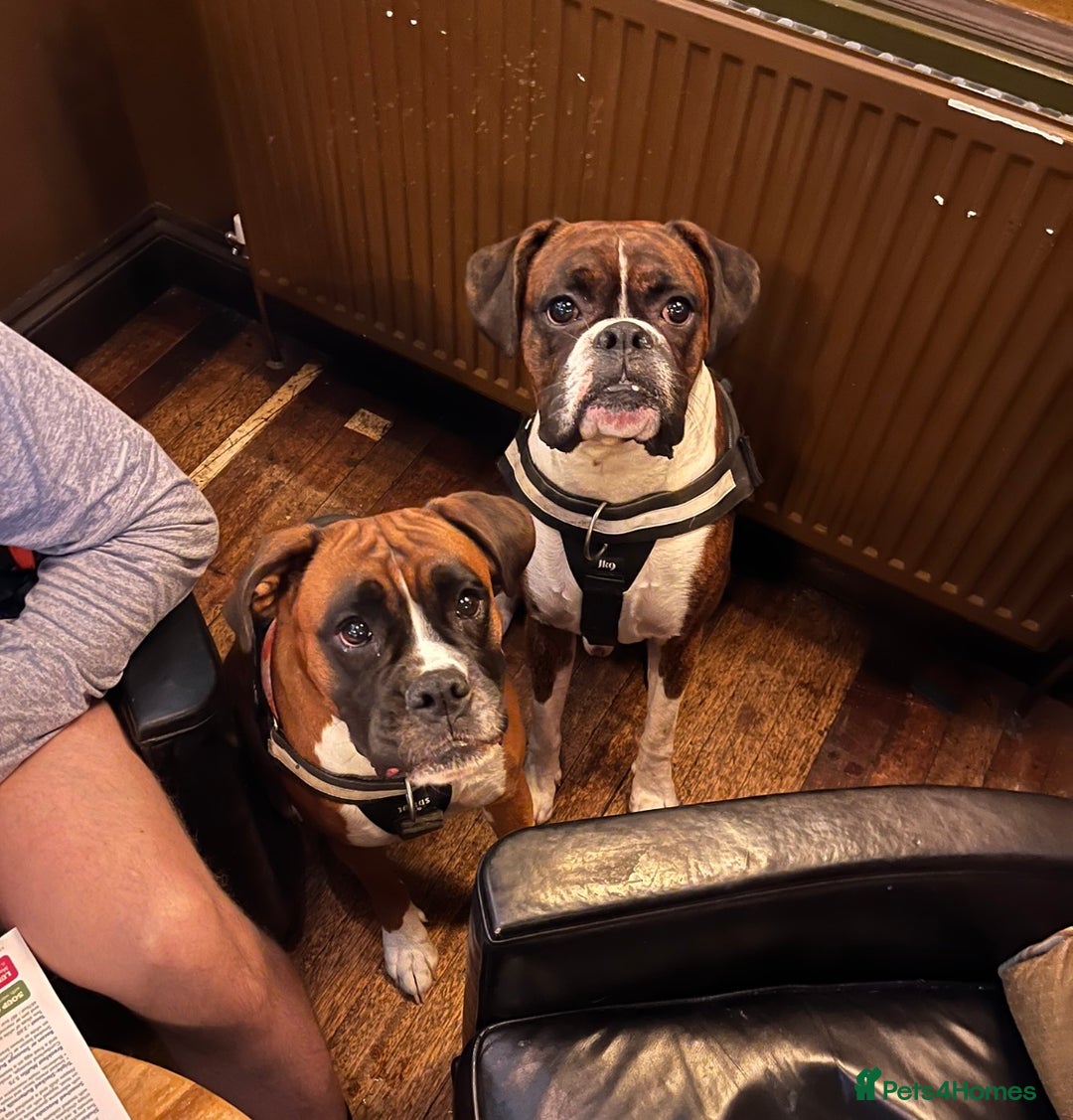 Boxer dogs for sale: POTENTIAL Re-home   - Image 5