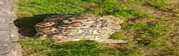 Tortoise reptiles for sale: Leopard tortoise  in Colwyn Bay - Advert 6