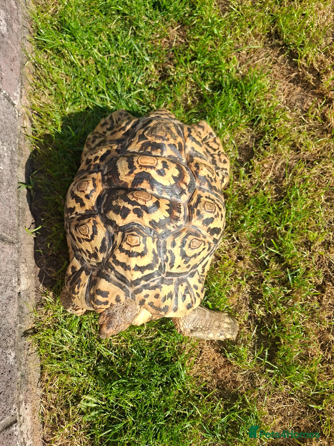 Tortoise reptiles for sale: Leopard tortoise  in Colwyn Bay - Advert 6