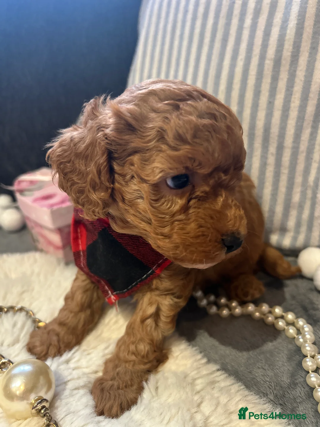 Toy Poodle dogs for sale: 🐩 Toy Poodle Red Puppies - Advert 3