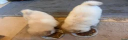 Chow Chow dogs for sale: 🐾 Chow Chow Puppies for Sale! 🐾 - Advert 3