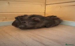 Guinea Pig rodents for sale: baby boars guinea pigs - Image 4