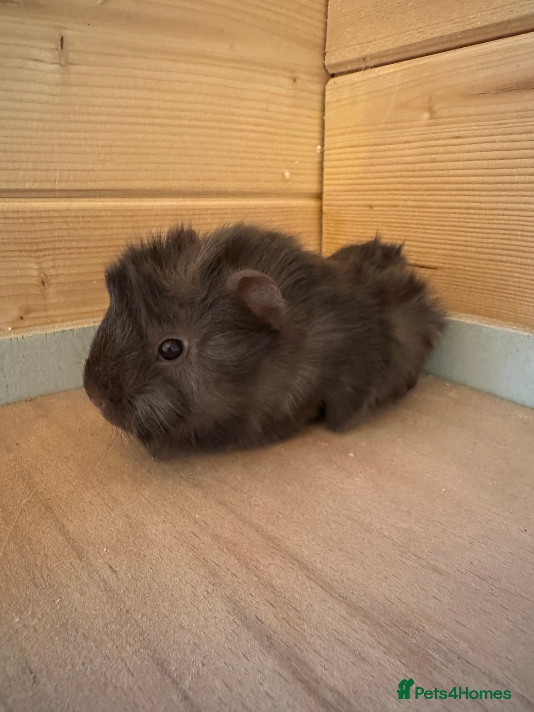 Guinea Pig rodents for sale: baby boars guinea pigs - Image 4