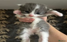 Mixed Breed cats for sale: Beautiful Kittens looking for new homes!❤️ - Image 3