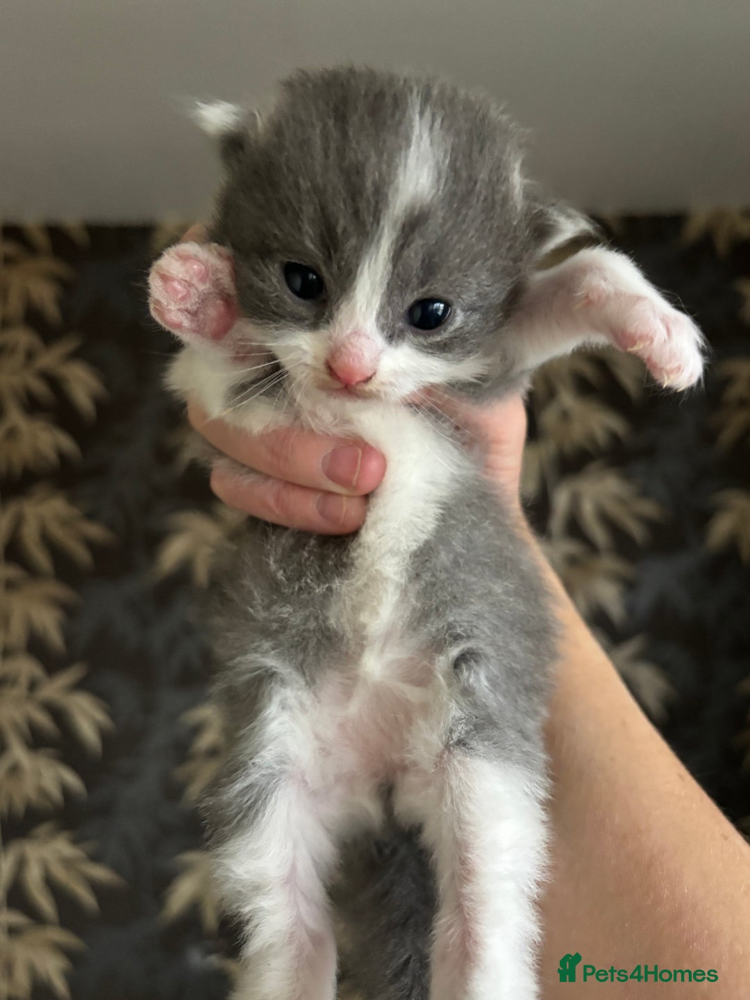 Mixed Breed cats for sale: Beautiful Kittens looking for new homes!❤️ - Image 3