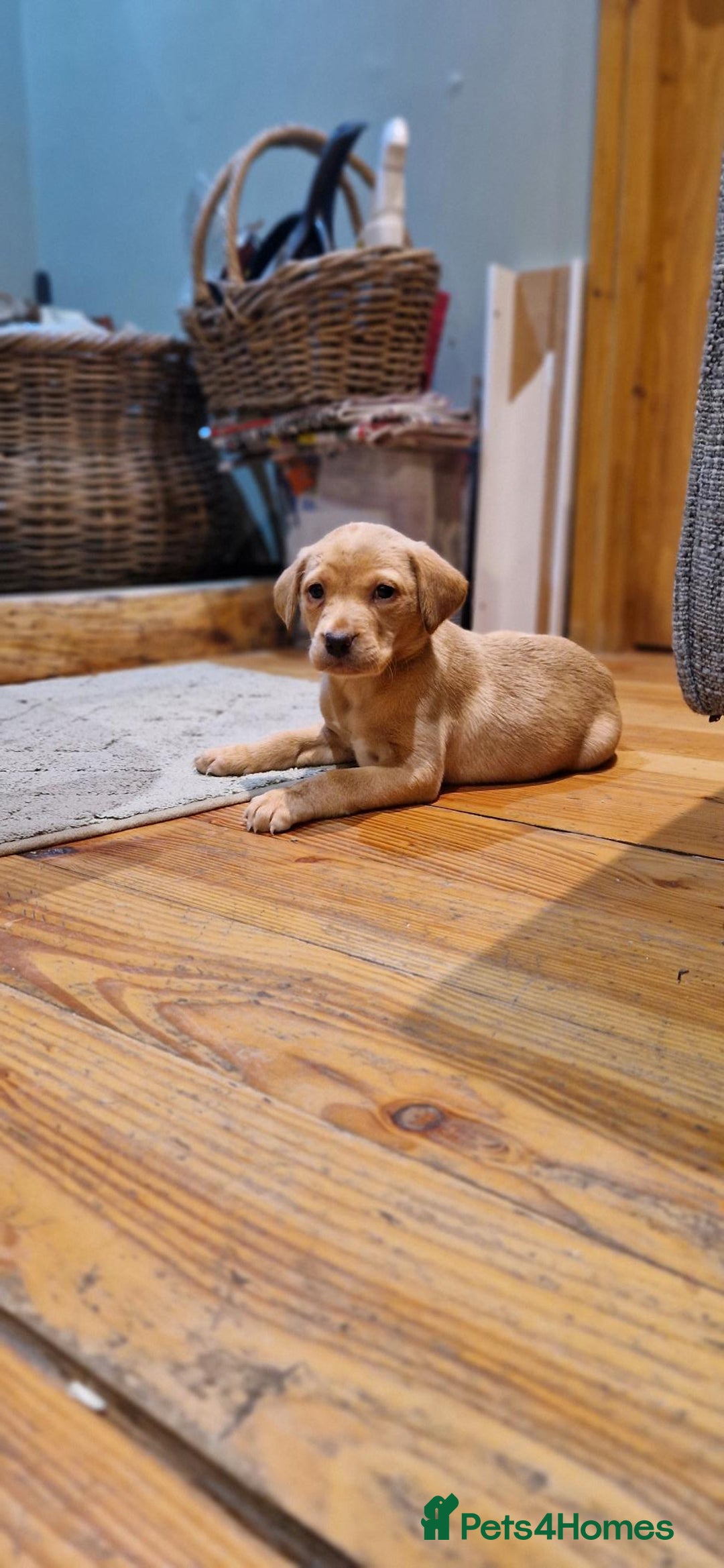 Labrador Retriever dogs for sale: Fox Red Labrador Puppies - Advert 4