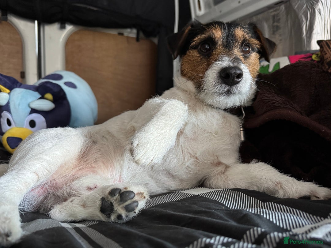 Jack Russell dogs for stud: Pedigree Caldbeck Jack Russell for Stud - Advert 3
