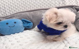 Maltese dogs for sale: 🌟Just One Left 🌟Bambelina Maltese🌟 - Image 30