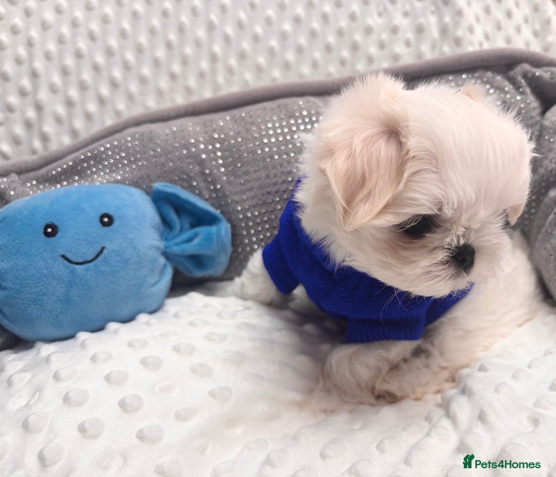 Maltese dogs for sale: 🌟Just One Left 🌟Bambelina Maltese🌟 - Image 30