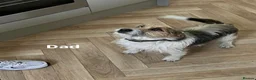 Jack Russell dogs for sale: Stunning short legged Jack Russell puppies - Advert 5