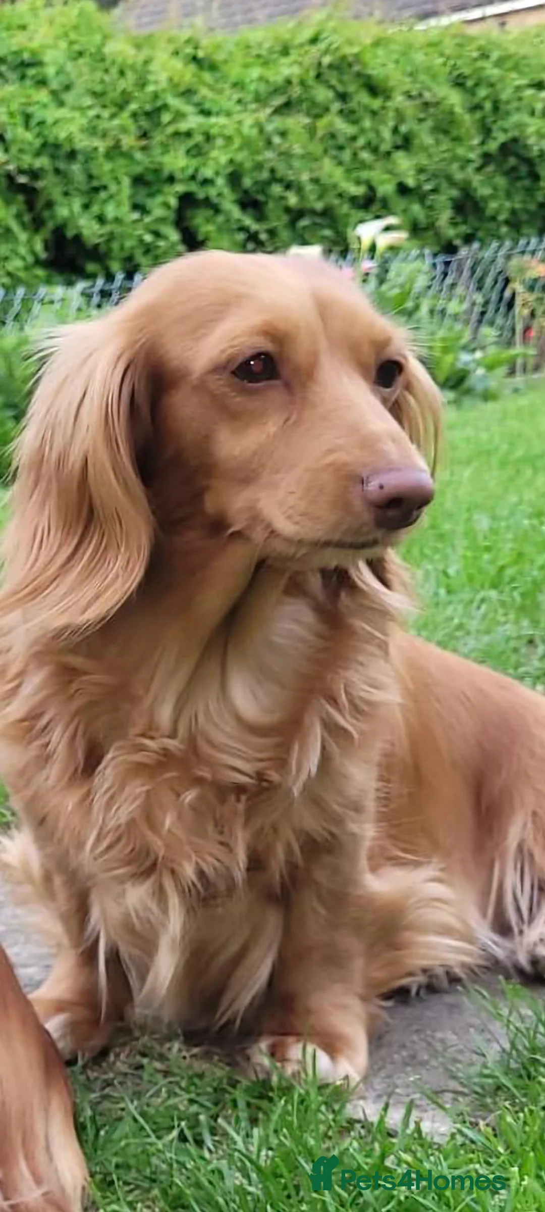 Dachshund dogs for sale: Long Haired KC Miniature Dachshund(LAST BOY) - Advert 24