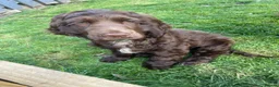 Cocker Spaniel dogs for sale: 100%show cocker spaniel kc reg   - Advert 7
