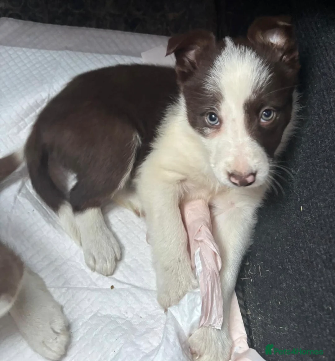 Border Collie dogs for sale: Stunning RED puppies. Parents health tested - Advert 8