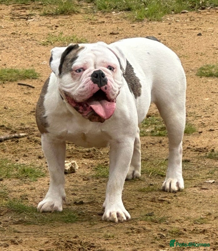 English Bulldog dogs for sale: 🐾 EXCEPTIONAL OLDE ENGLISH BULLDOG PUPPIES 🐾 - Advert 25
