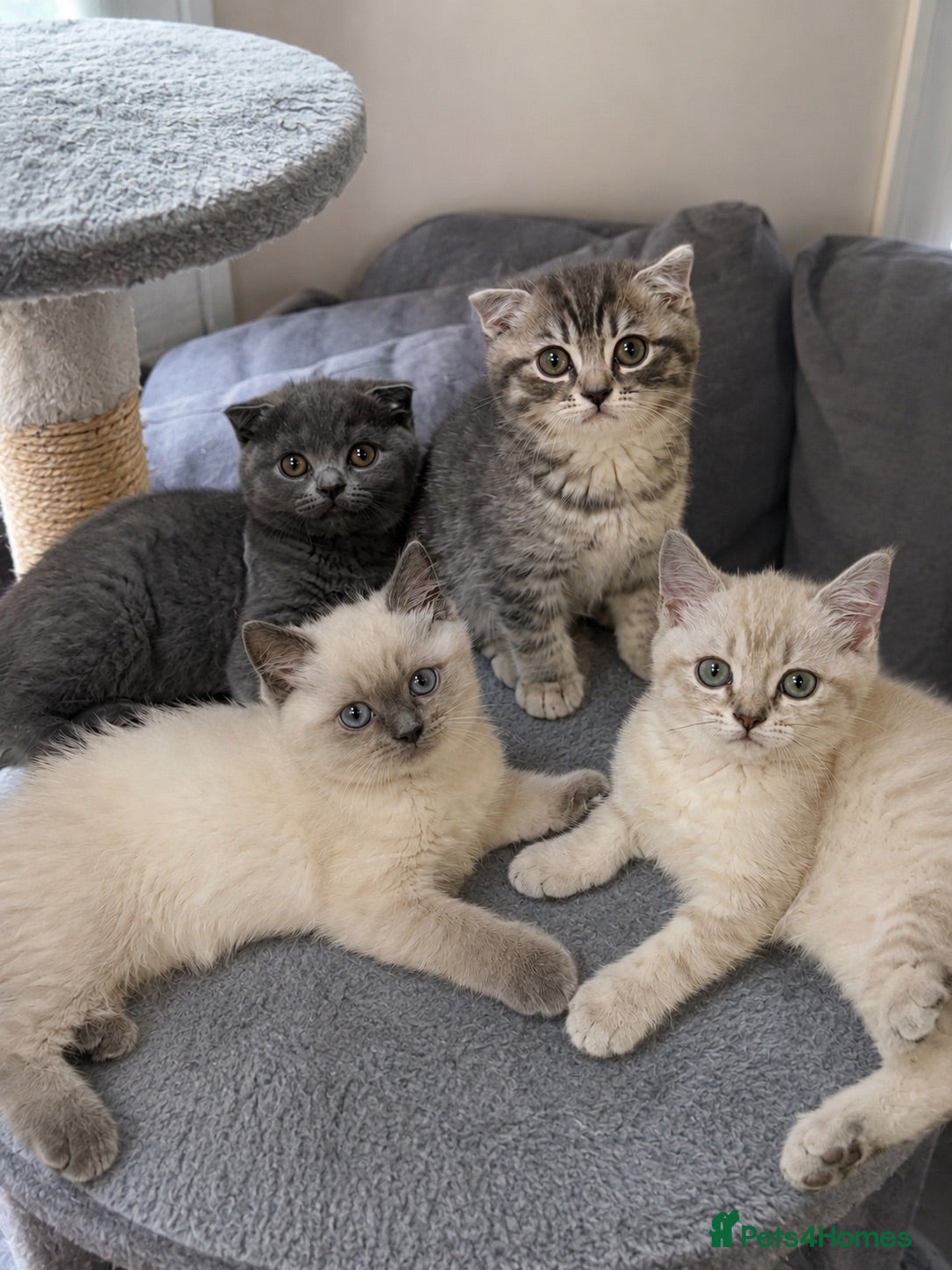 Scottish Fold cats Scottish Fold & straight Kittens PRICE -NEGOTIABLE - Advert 4
