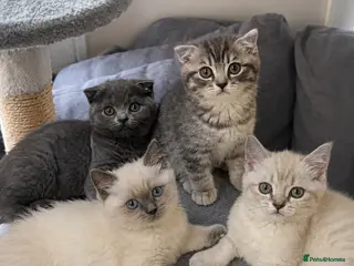 Scottish Fold cats Scottish Fold & straight Kittens PRICE -NEGOTIABLE - Advert 6